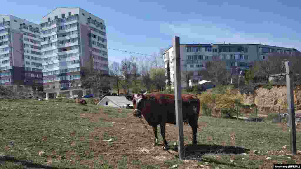 Рядом с многоэтажными домами пасутся коровы. Незастроенных участков, на которых пока растет трава, почти не осталось